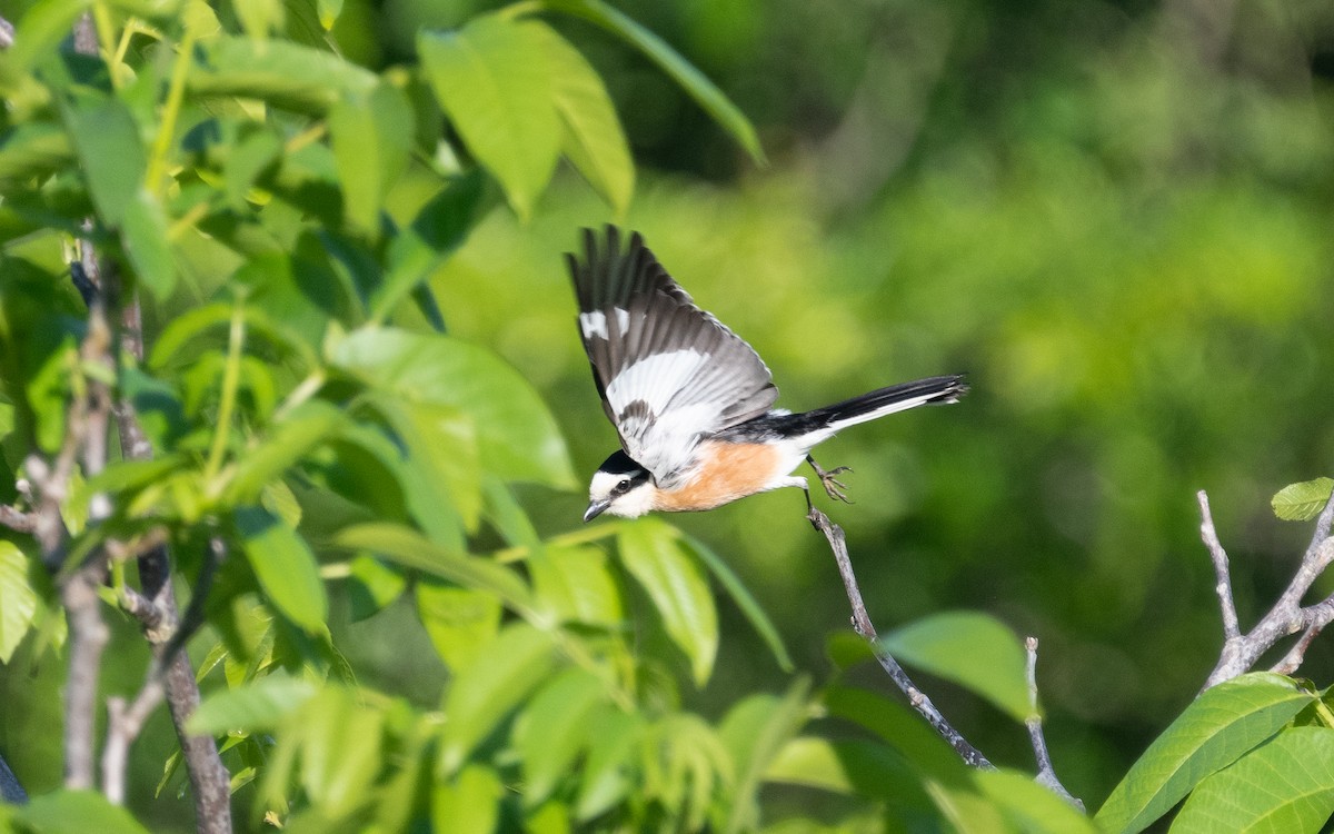 Masked Shrike - ML503709451