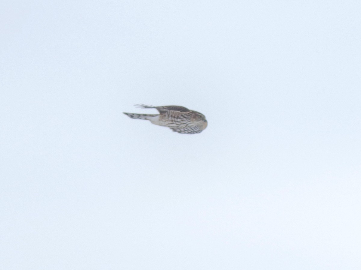 Sharp-shinned Hawk - ML503712111