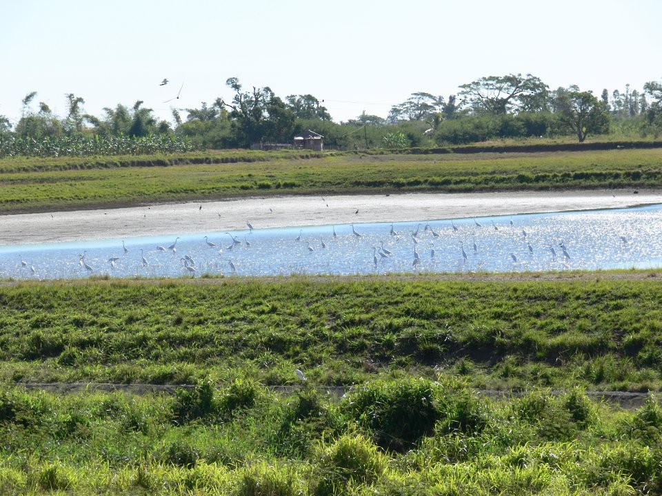 Great Egret - ML503712941