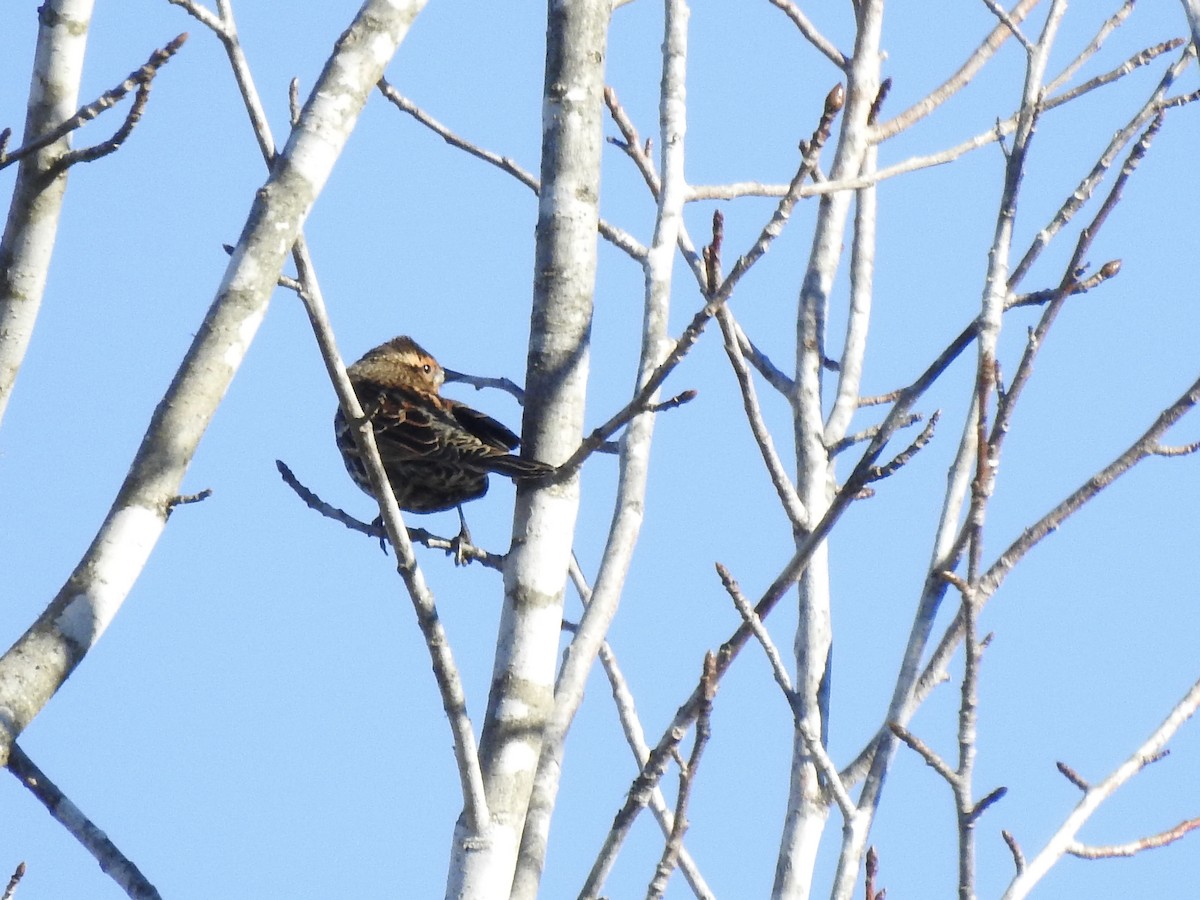 Red-winged Blackbird - ML503713111