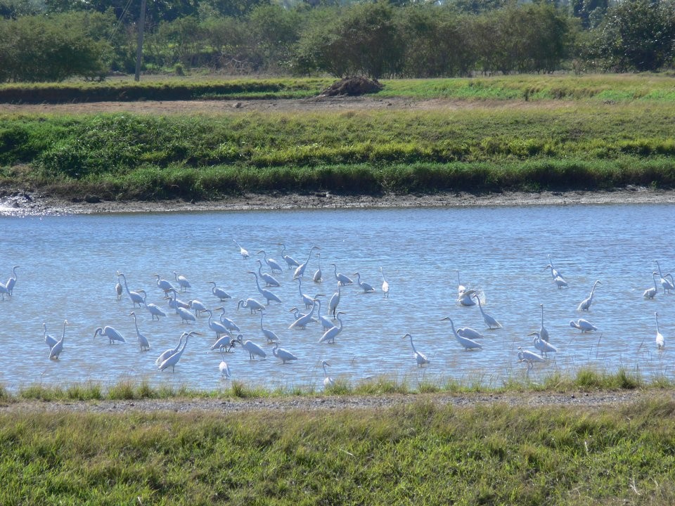 Great Egret - ML503713971