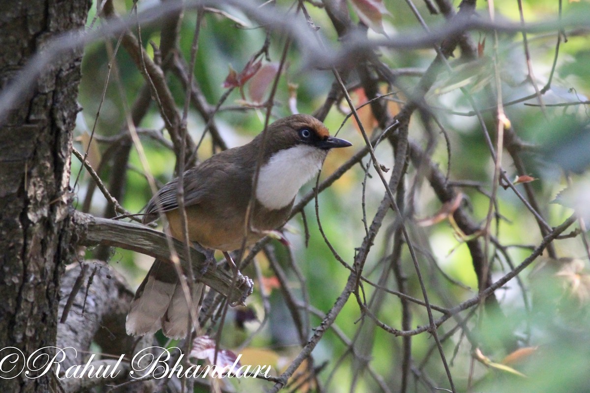 White-throated Laughingthrush - ML503714391