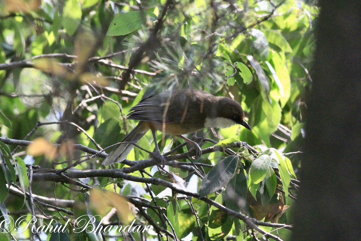 White-throated Laughingthrush - ML503714401