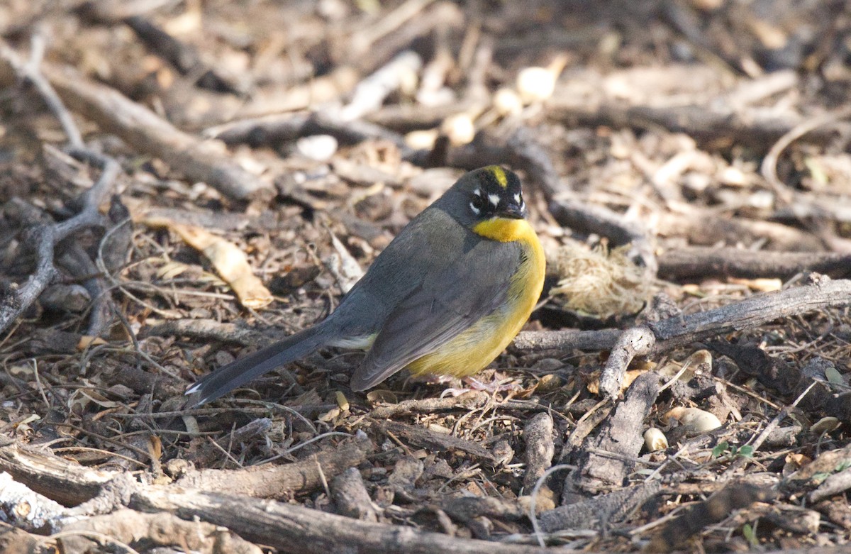 Fan-tailed Warbler - ML503714501