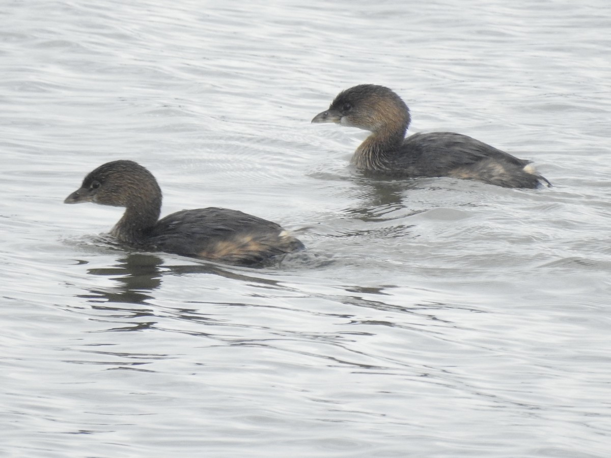 Pied-billed Grebe - ML503714981