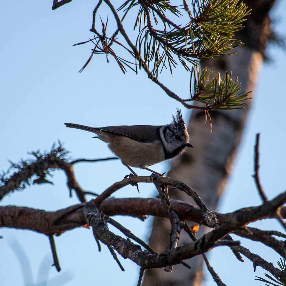 Crested Tit - Nelli Långstedt