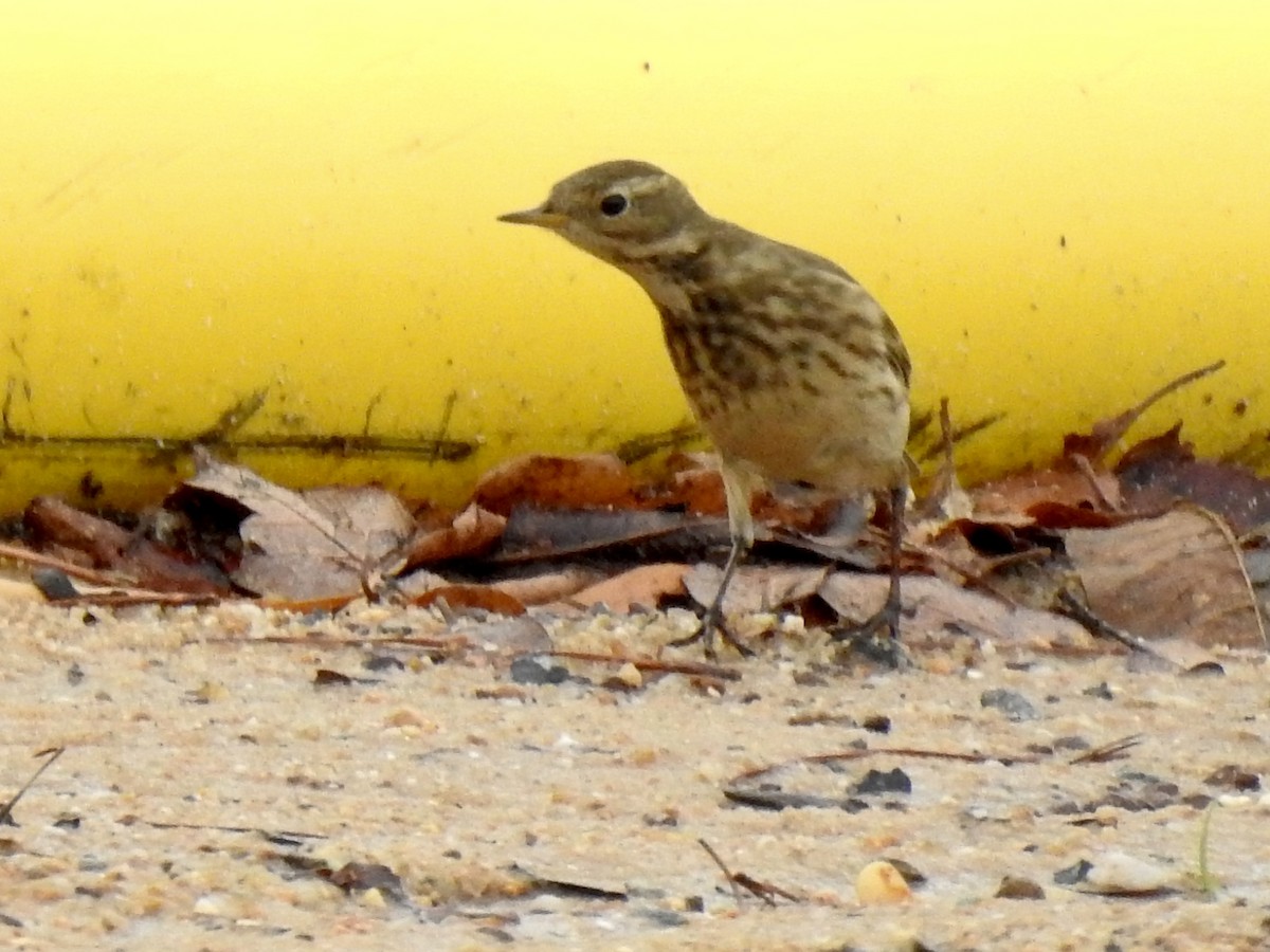 American Pipit - ML503715471
