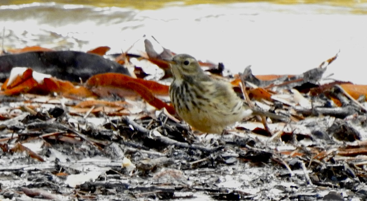 American Pipit - ML503715481