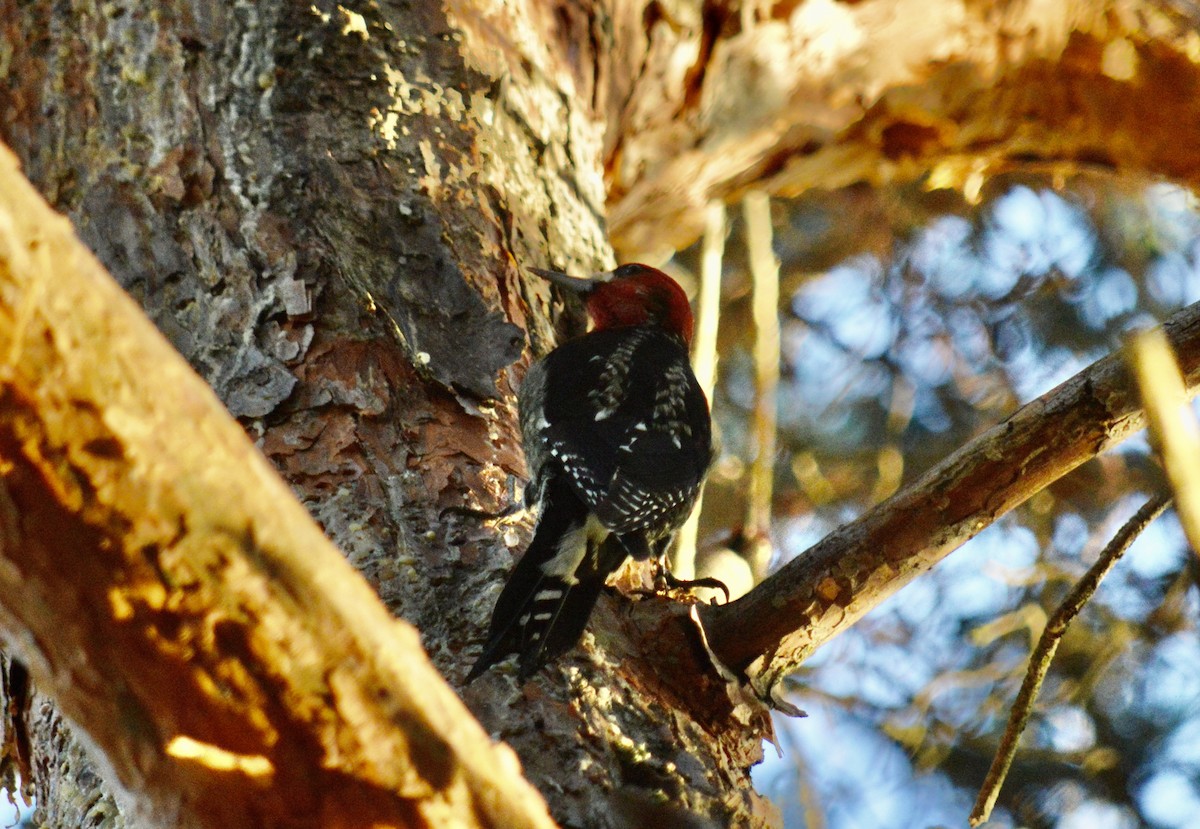 Red-breasted Sapsucker - ML503716721