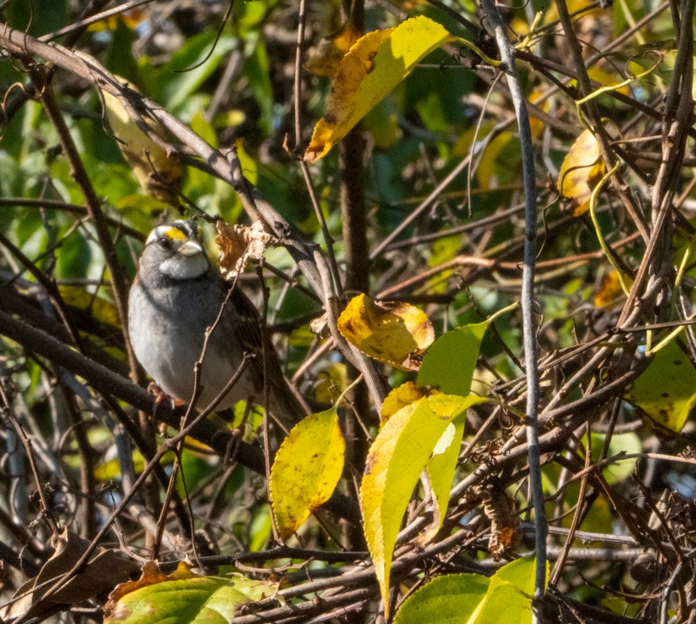White-throated Sparrow - ML503718781