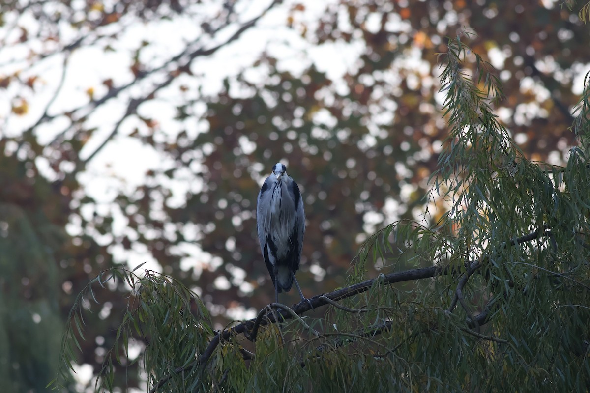 Gray Heron - ML503719851