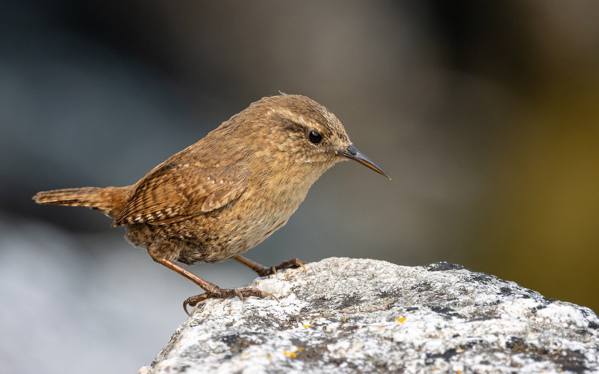 Pacific Wren (alascensis Group) - ML503720341