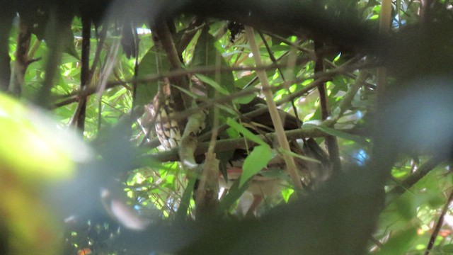 Short-tailed Antthrush - ML503720901