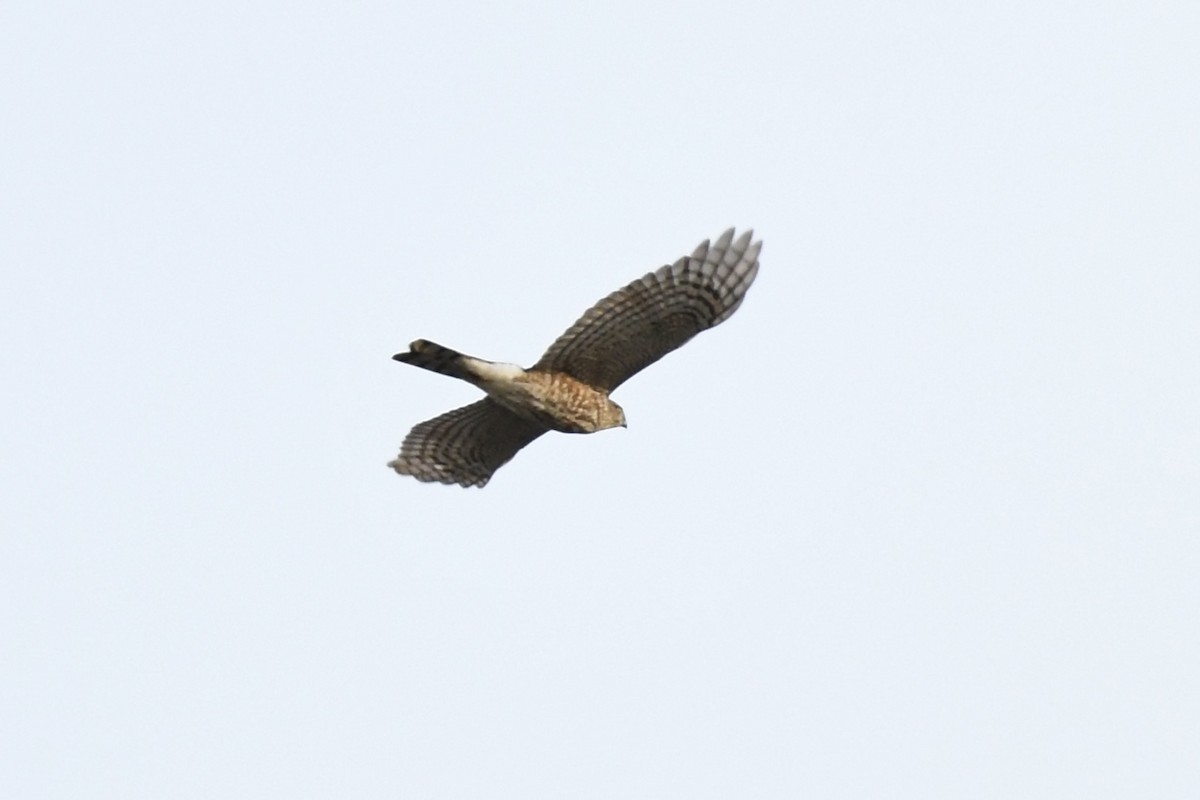 Cooper's Hawk - ML503721811