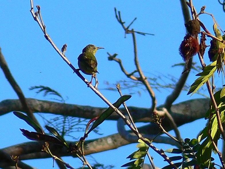 Red-legged Honeycreeper - ML503721931