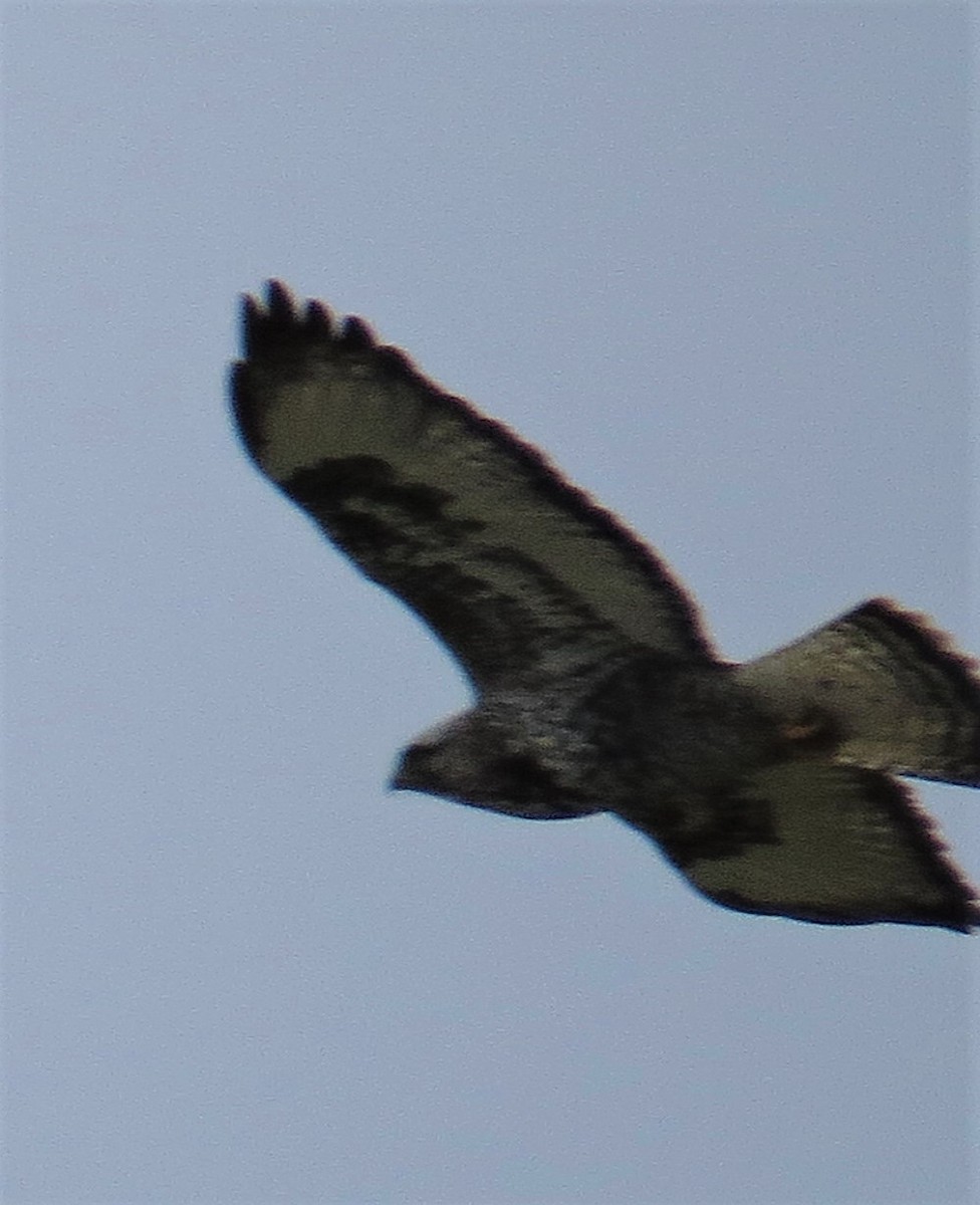 Rough-legged Hawk - Robin Wolcott