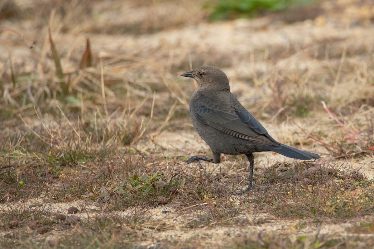 Brewer's Blackbird - ML503722491