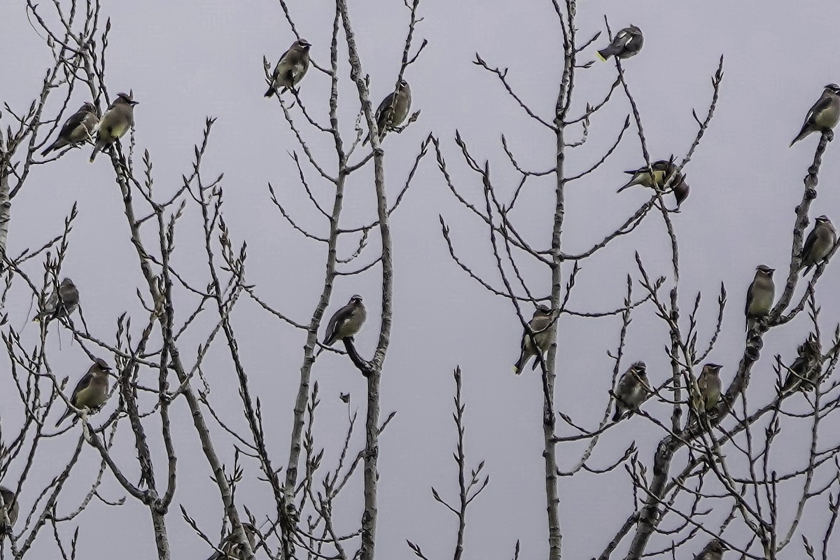 Cedar Waxwing - ML503725991