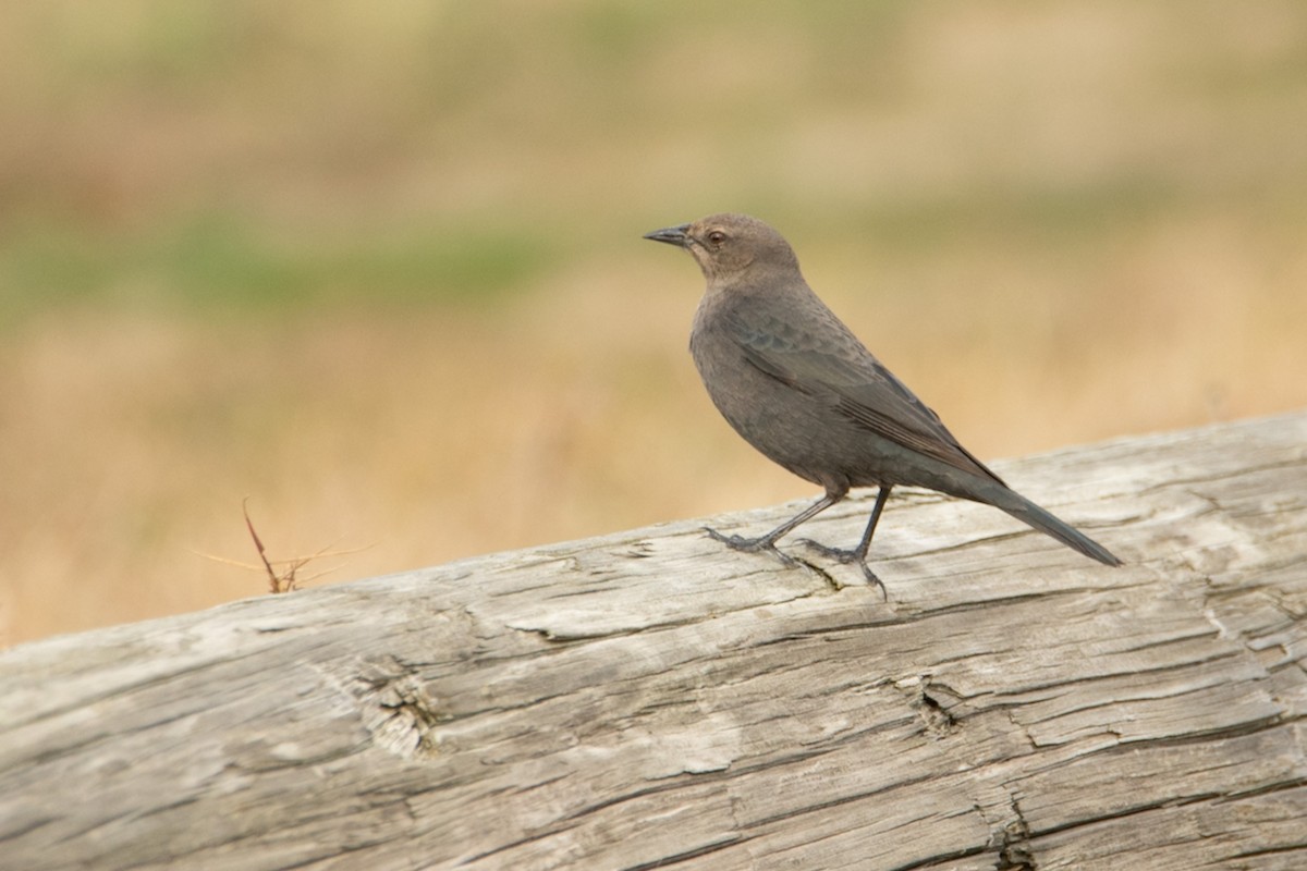 Brewer's Blackbird - ML503726431