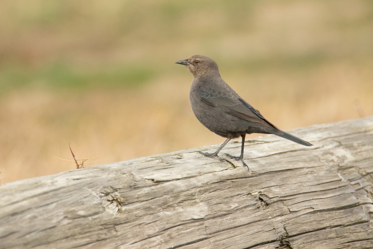 Brewer's Blackbird - ML503726441