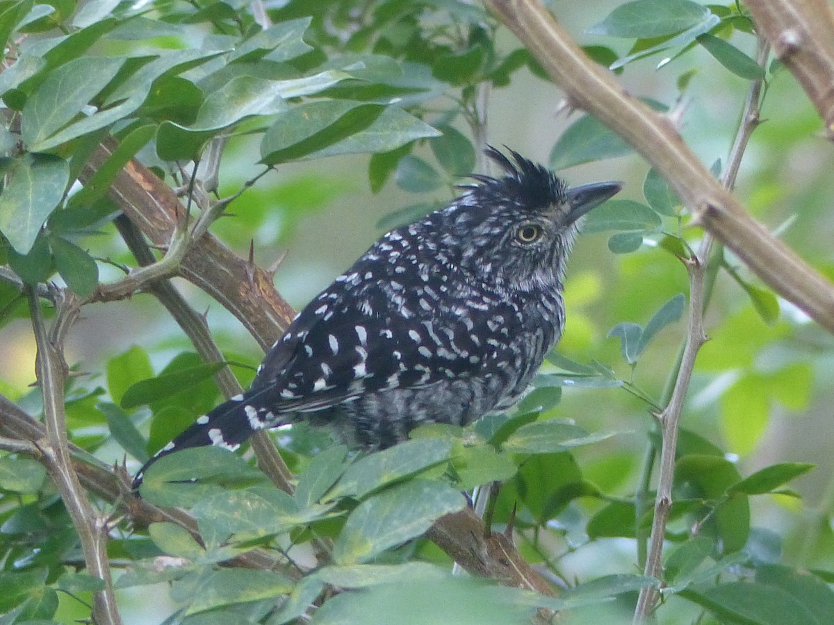 Barred Antshrike - ML503727971