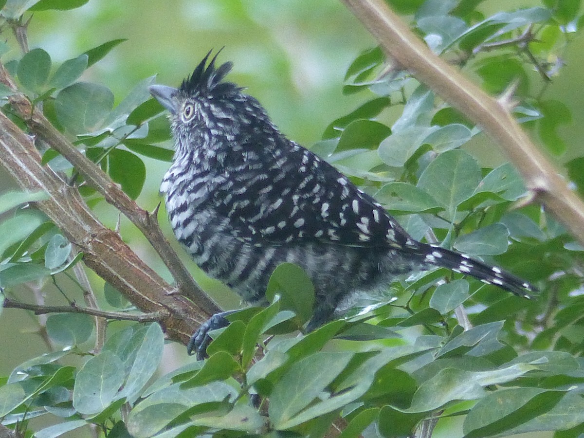 Barred Antshrike - ML503728021