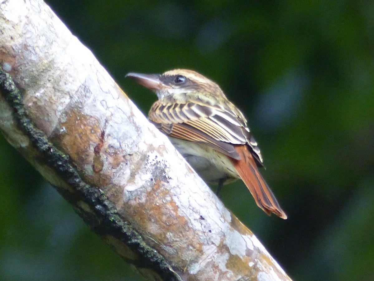 Streaked Flycatcher - ML503728181