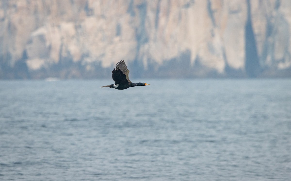 Red-faced Cormorant - ML503728251