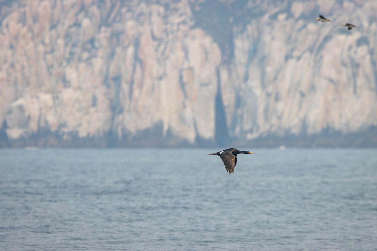 Red-faced Cormorant - ML503728261