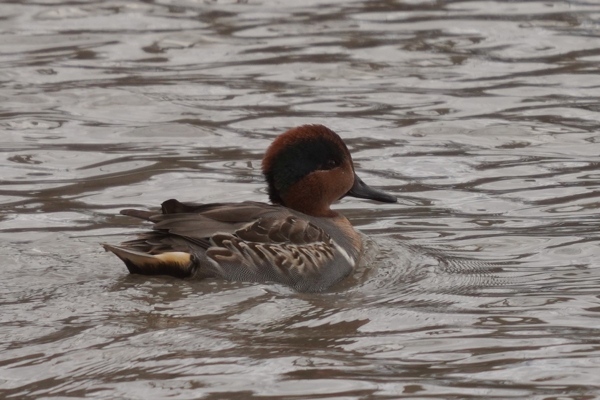 Green-winged Teal - ML503730661
