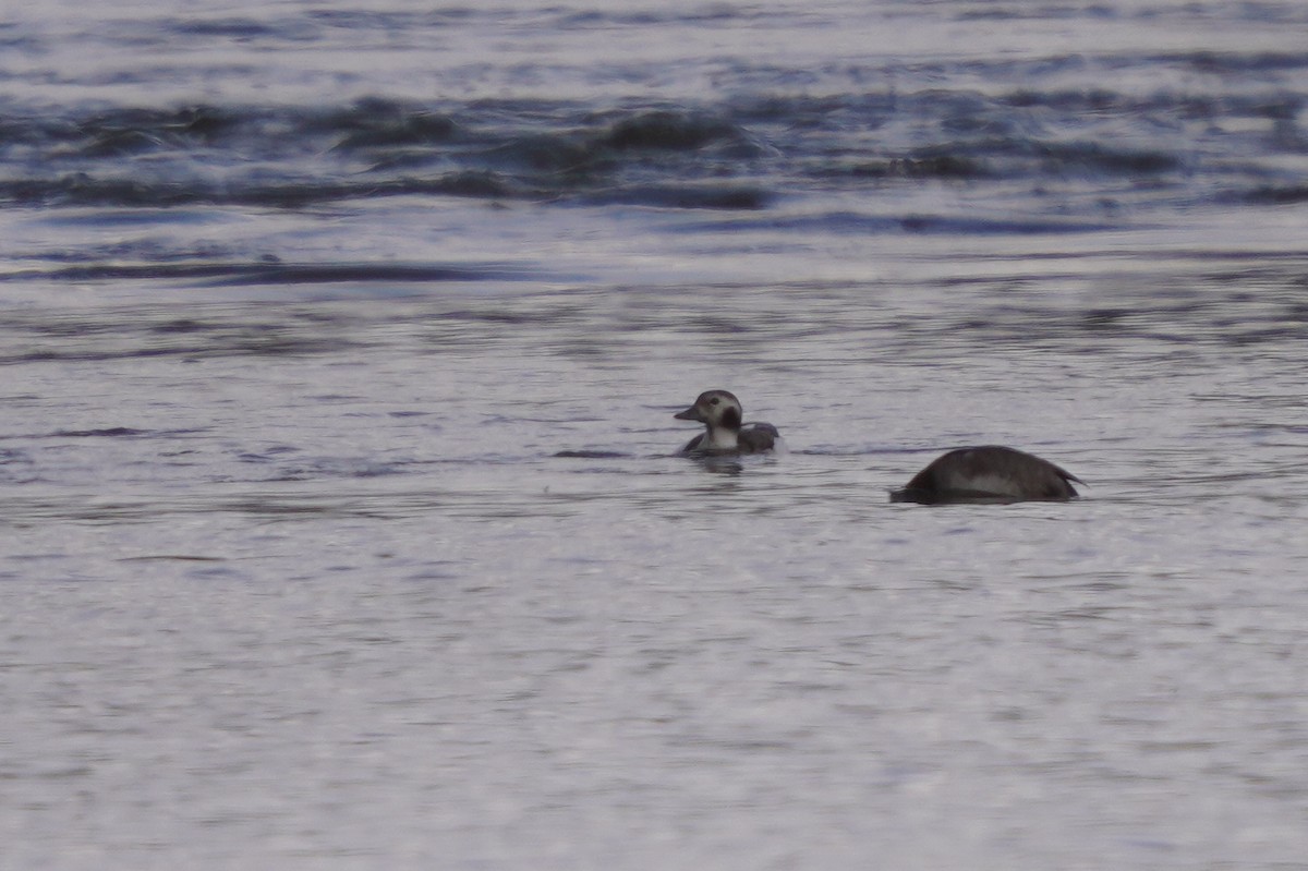 Long-tailed Duck - ML503730701