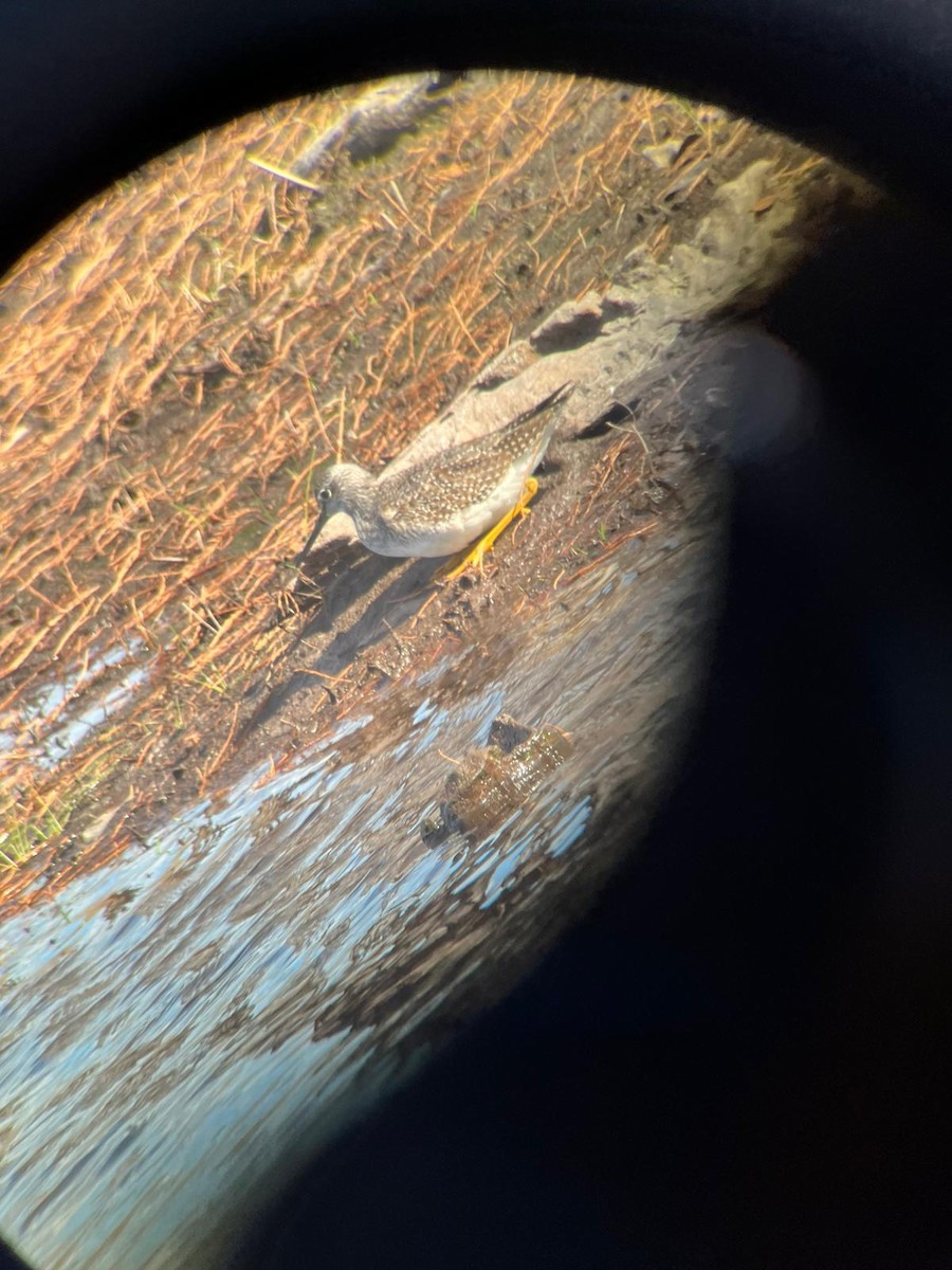 Greater Yellowlegs - ML503731051