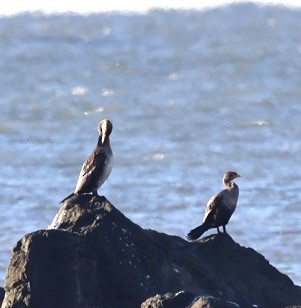 Great Cormorant - ML503731491