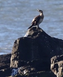 Great Cormorant - ML503731501