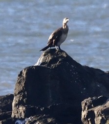 Cormorán Grande - ML503731521