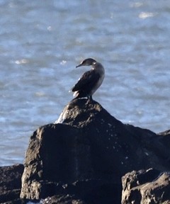 Cormorán Grande - ML503731531