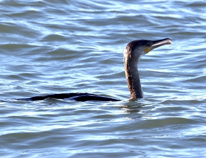 Great Cormorant - ML503731541