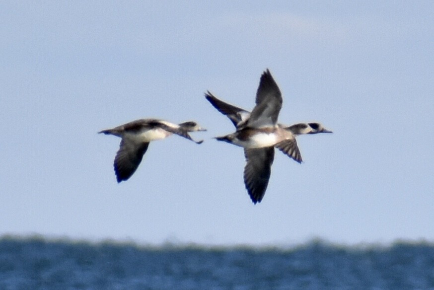 American Wigeon - ML503733031