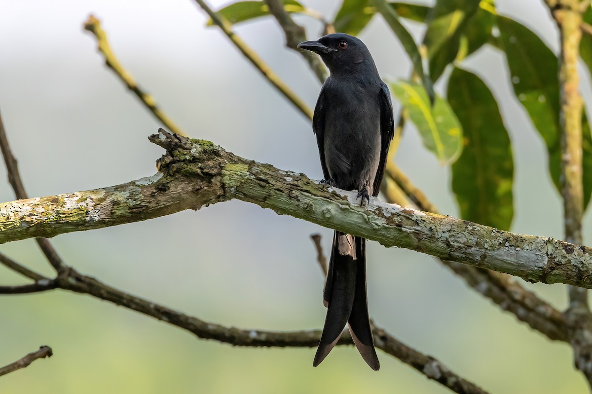 drongo kouřový - ML503733461