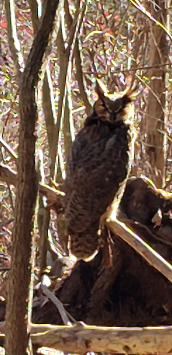 Great Horned Owl - ML503736451