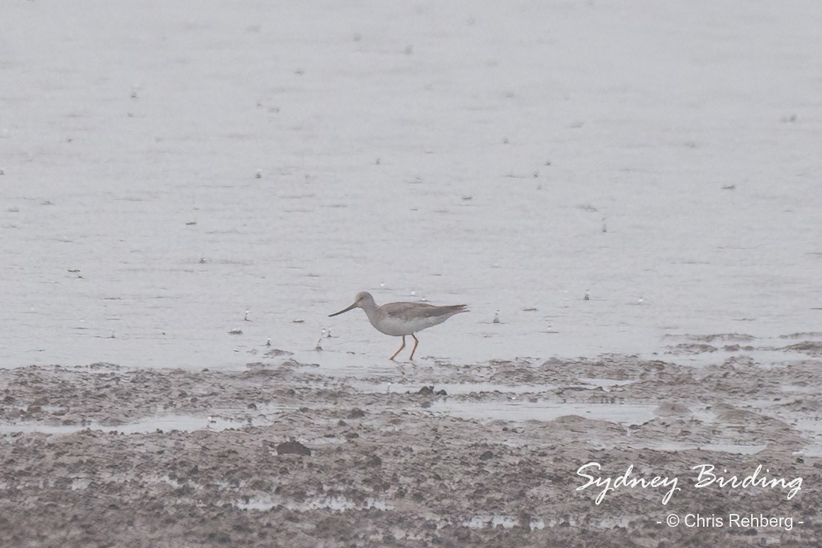 Terek Sandpiper - Chris Rehberg  | Sydney Birding