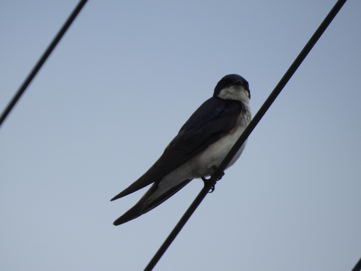 Chilean Swallow - Felipe Ríos Silva