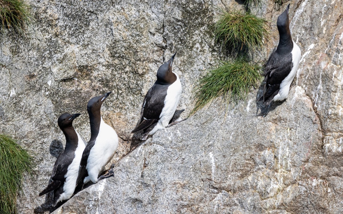 Thick-billed Murre - ML503742701