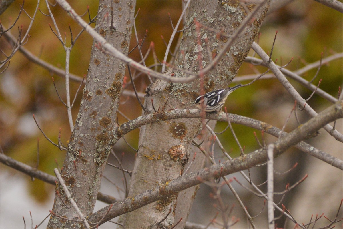 Black-and-white Warbler - Catherine McLean