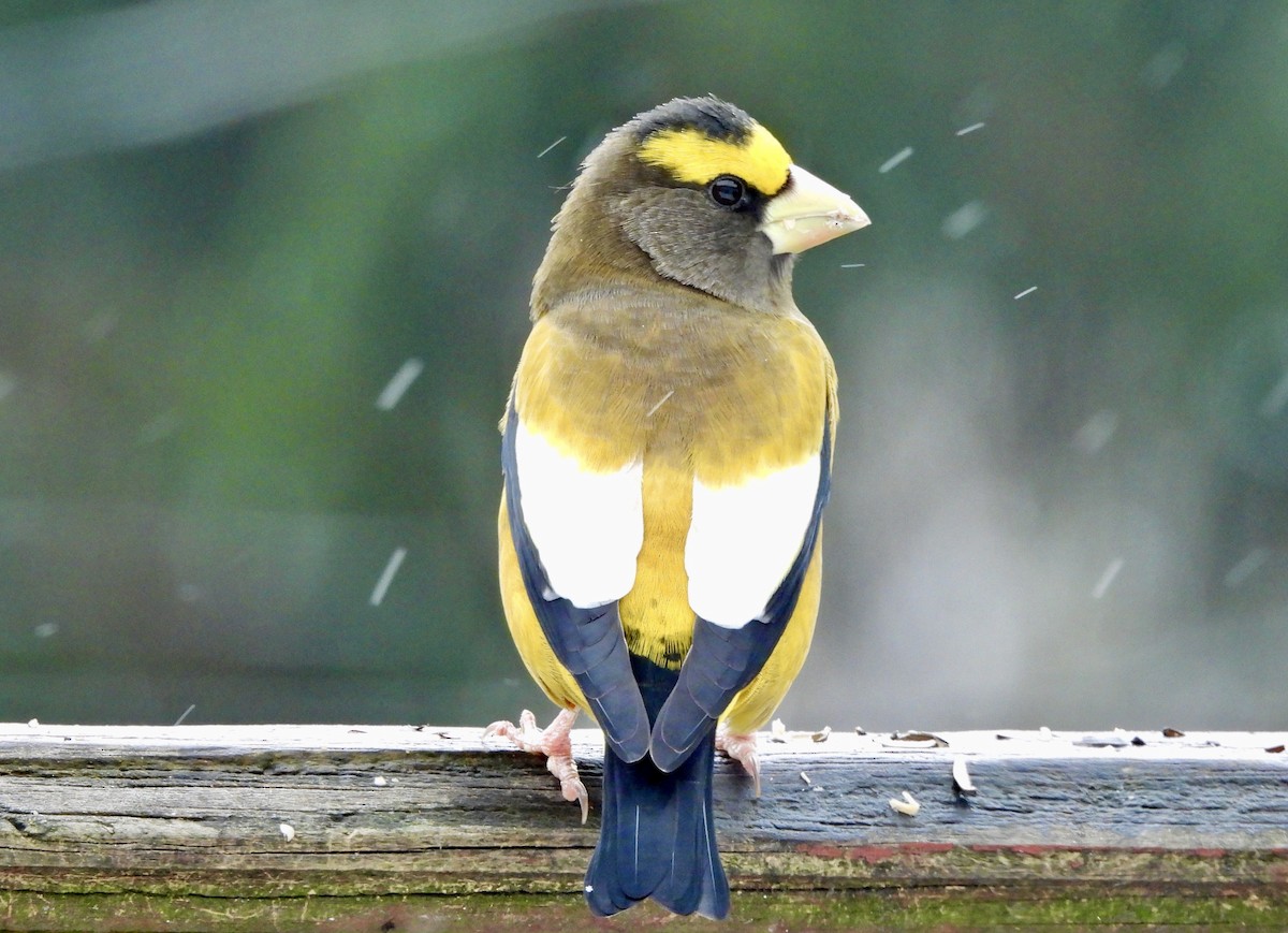 Evening Grosbeak - Deborah Yaworsky