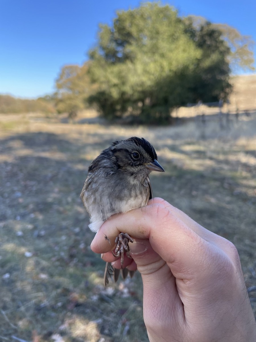 Swamp Sparrow - ML503743121