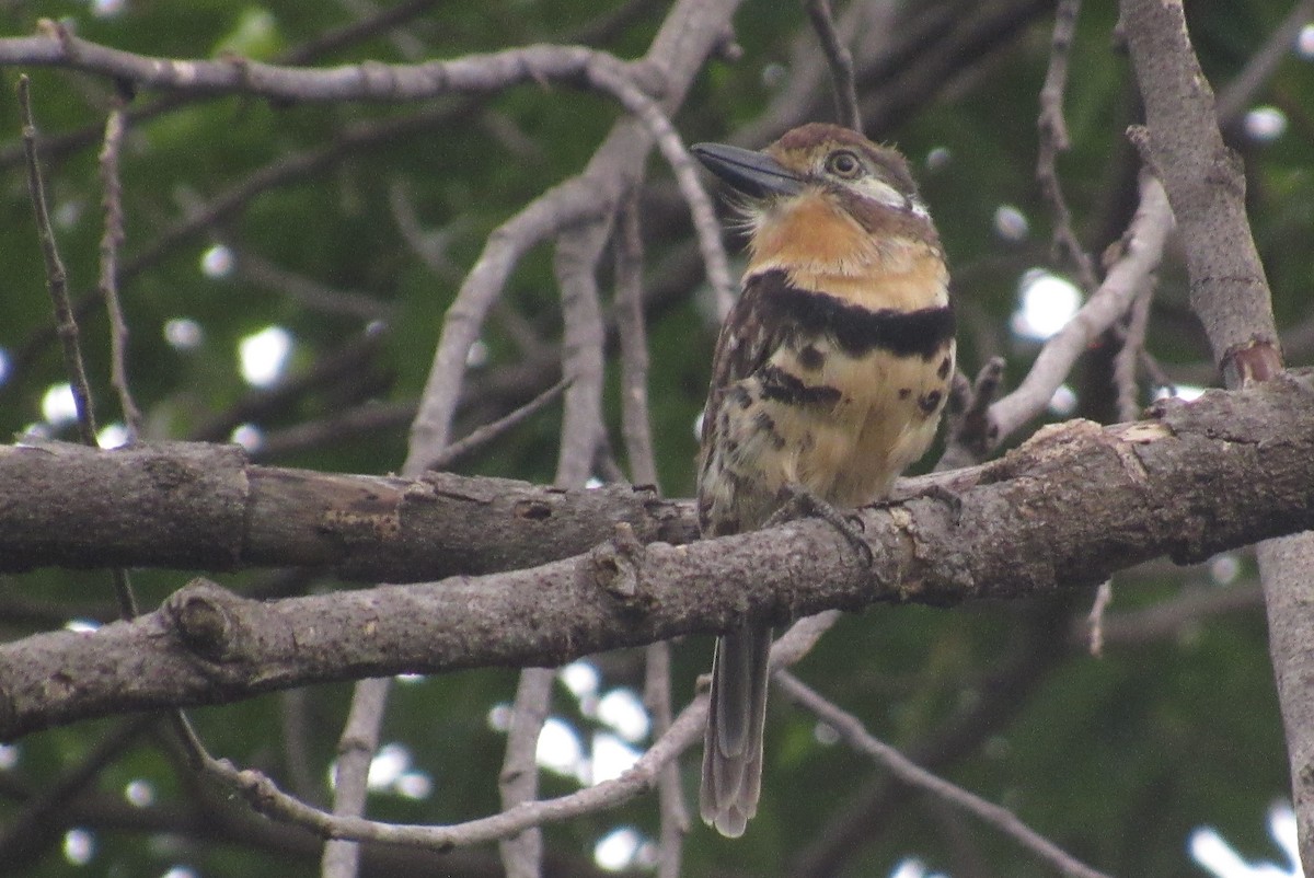 Russet-throated/Two-banded Puffbird - ML503744311