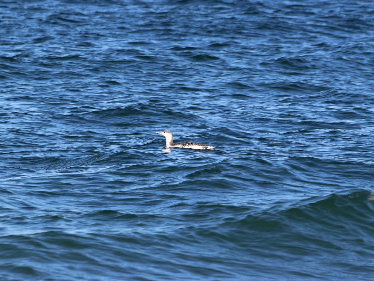 Red-throated Loon - ML503744881