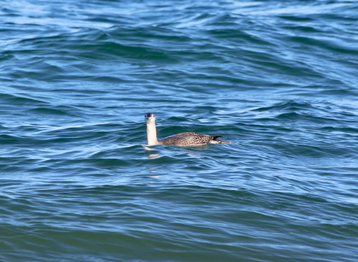 Red-throated Loon - ML503744911