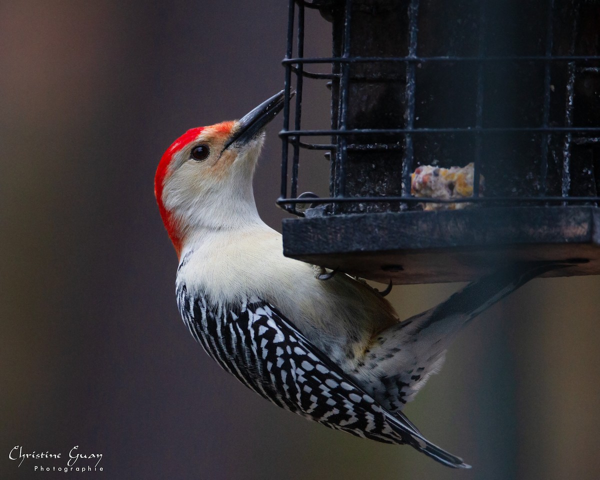 Red-bellied Woodpecker - ML503745111